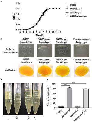 Evaluation of Safety and Protective Efficacy of a waaJ and spiC Double Deletion Korean Epidemic Strain of Salmonella enterica Serovar Gallinarum